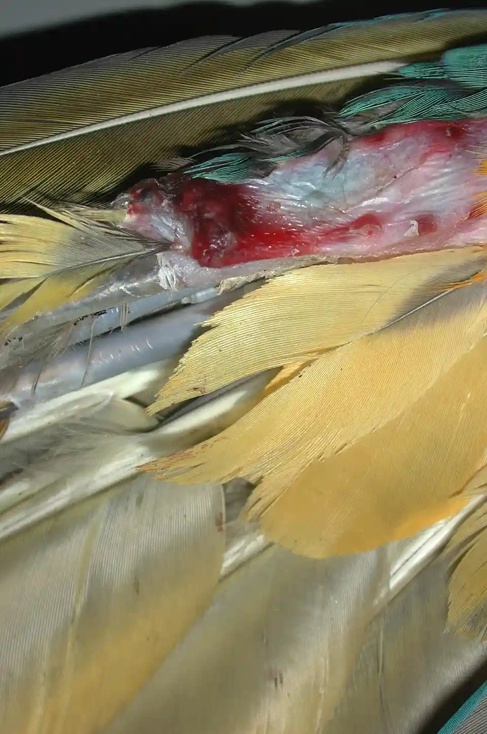 Amputation eines Fl&uuml;gels