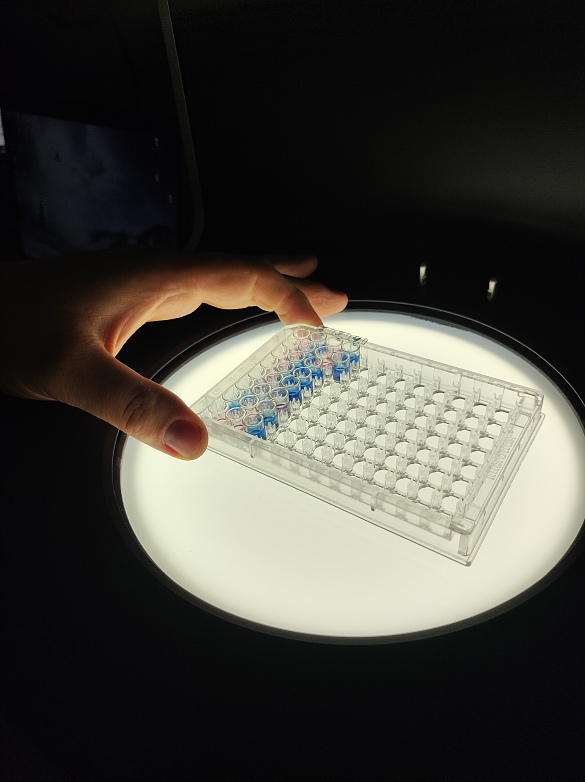 Eine durchsichtige flache Platte mit blauen und rötlichen gefüllten kleinen Vertiefungen (Wells) von unten beleuchtet. 