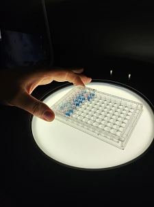 Eine durchsichtige flache Platte mit blauen und rötlichen gefüllten kleinen Vertiefungen (Wells) von unten beleuchtet. 