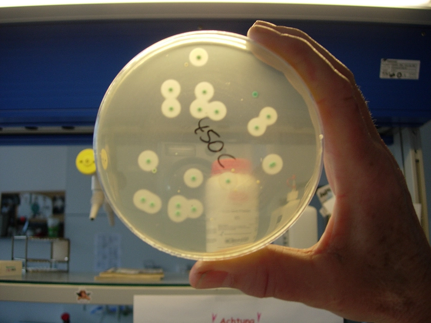 Nachweis von Listerien auf einem Nährboden