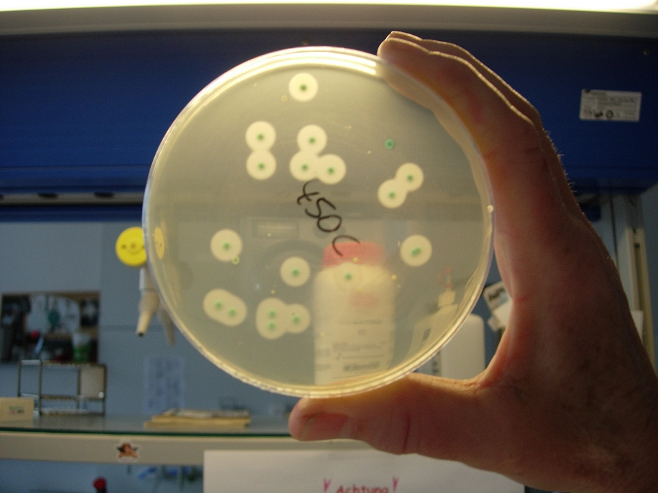 Nachweis von Listerien auf einem Nährboden