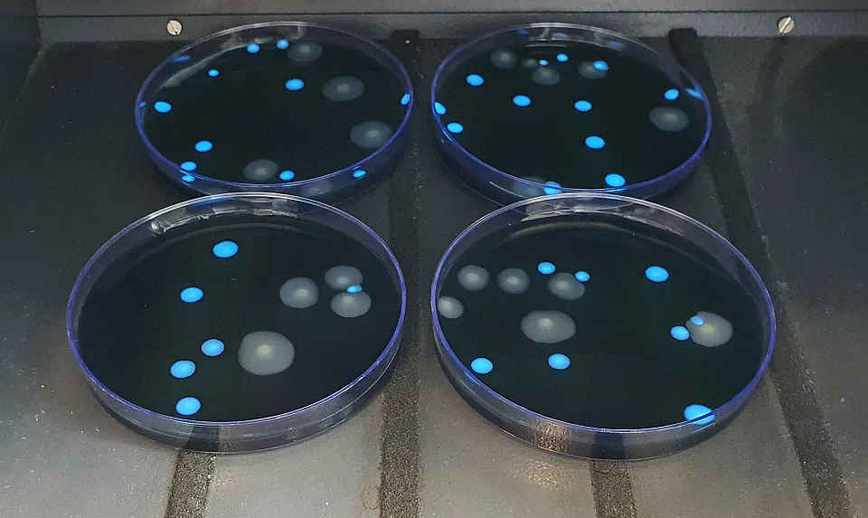 Typisches Wachstum von Legionella pneumophila und Legionella anisa unter UV-Licht